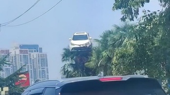 Ôtô 'đậu' trên ngọn cây?
