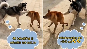 Chú chó nổi quạu vì bị husky trêu giống robot