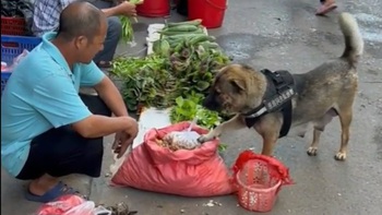 Chú chó xách giỏ đi chợ còn biết trả giá khi mua đồ