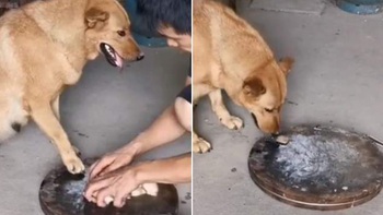 Chú chó dùng chân che miếng thịt, chờ sen ra chỗ khác liền lấy ăn