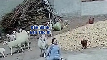 Cô gái đánh gà bị cừu húc ngã dập mông