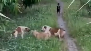 Bị chó rượt đuổi, cô gái về chở boss của nhà ra trả thù