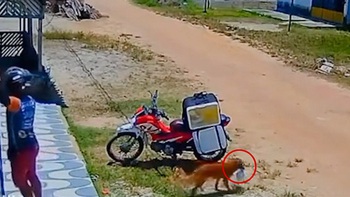 Shipper ngơ ngác vì chú chó lấy mất đồ không hay biết
