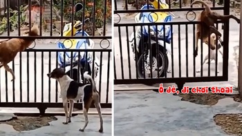 Chú chó chui qua khe cửa trốn đi chơi