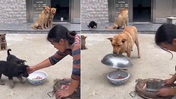 Chó mẹ lấy lồng bàn đậy tô thịt khi con quậy phá đòi ăn