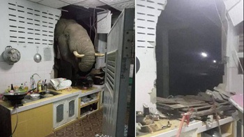 Ảnh vui 20-1: Chú voi 'báo quá báo', tông sập tường để xin ăn