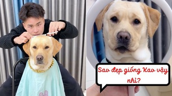 Chú chó được sen tạo cho kiểu tóc mới đi chơi Tết