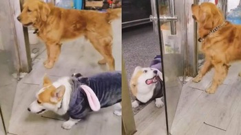 Corgi vào nhà uống nước rồi quay lại 'đấu võ mồm' với đồng bọn