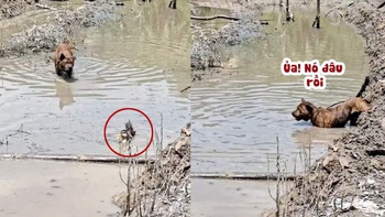 'Đố anh bắt được em' phiên bản chó và vịt