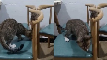 Chuột dùng tuyệt chiêu 'ẩn thân chi thuật' để trốn mèo
