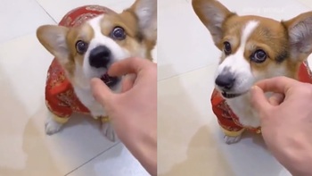 Chú chó nổi cáu vì sen cho ăn không khí