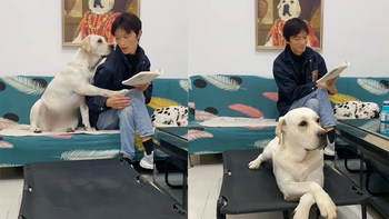 Chú chó giận dỗi vì bị ông chủ xa lánh