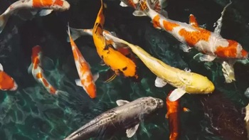 Người mắt kém không thấy con cá sấu trong hình