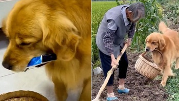 Chú chó thông minh biết chạy về nhà lấy thuốc khi thấy bà mệt