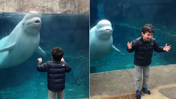 Cá heo phun nước vào bé trai vì bị lêu lêu