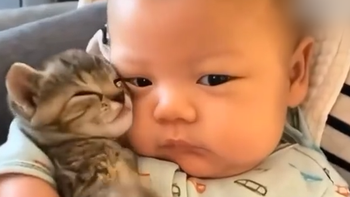 Tan chảy với những chú mèo chăm sóc em bé siêu giỏi