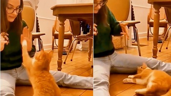 Những chú chó, mèo có tài diễn xuất siêu hài