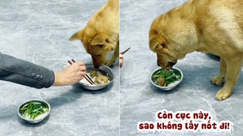 Chú chó hờn dỗi khi ông chủ xin cục xương