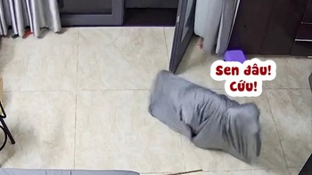 Husky xây xẩm mặt mày khi bị chăn trùm kín người