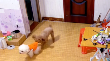 Ngỡ ngàng với độ thông minh của chú chó poodle