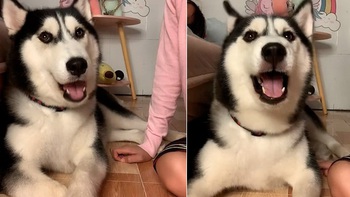 Cô chủ ngỡ ngàng khi thấy husky biết nói