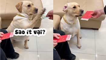 Chú chó đòi sen lì xì bằng phong bì