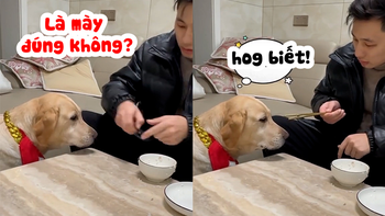 Chú chó không cưỡng lại được cơn đói khi sen bắt canh cục xương