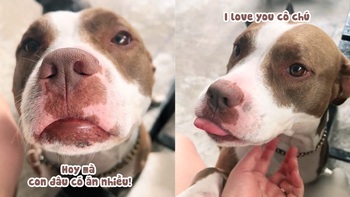 Chú chó làm nũng với cô chủ siêu đáng yêu
