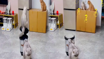 Chú mèo bị đồng bọn chơi xấu