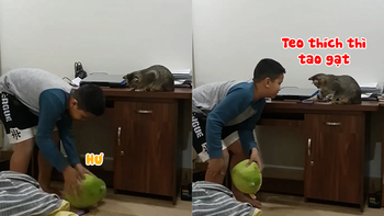 Cậu bé bất lực với chú mèo bướng bỉnh không nghe lời