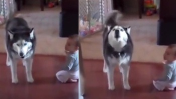 Em bé khóc bị husky lêu lêu
