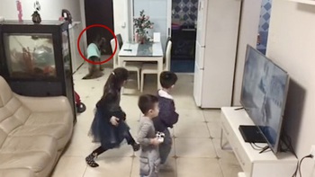 Chú chó ra hiệu lũ trẻ ngừng chơi game khi thấy ông chủ về