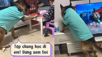 Chú chó trách phạt cô chủ vì học hành lơ đãng