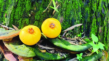 Sân chùa, một trái thị thơm...
