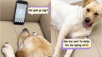 Chú chó xây xẩm mặt mày khi sen cho xem vòng xoay ảo giác