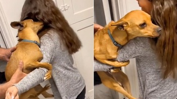 Chú chó ôm chặt cô chủ không chịu rời xa