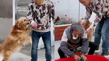 Chú chó bắt cậu chủ giặt quần áo cho mẹ già