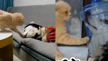 Chú chó liên tục bị mèo ăn hiếp được chủ cho đeo mặt nạ