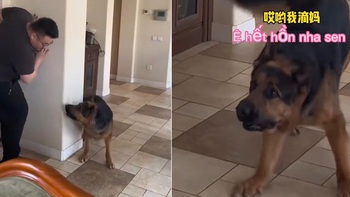 Chú chó '5 lần 7 lượt' bị sen hù hết hồn