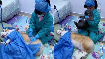 Chó mèo giả làm 'phụ sản' cho cô chủ mổ