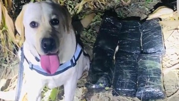 Chú chó được thưởng 'vòng hoa chân gà' nhờ phá án ma túy