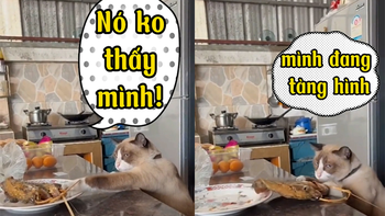 Chú mèo dùng thuật tàng hình để trộm cá khô