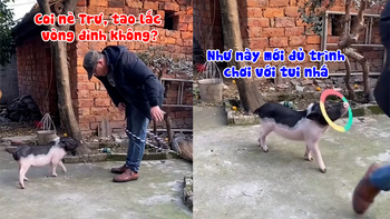 'Lão Trư' làm ông chủ quê một cục