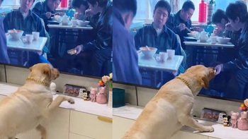 Chú chó hồn nhiên ăn bánh trong tivi vì tưởng được diễn viên cho