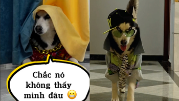 Husky được sen tậu cho bộ áo 'đại ca' để không bị mèo bắt nạt