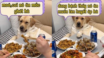 Chú chó chán không buồn nói vì đang ốm còn bị sen trêu ngươi