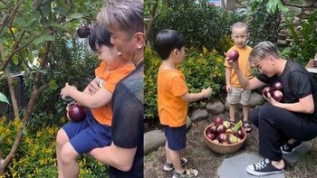 Các con Đàm Vĩnh Hưng thi nhau hái vú sữa trên cây ổi