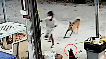 Mèo trong nhà lao ra cứu cô chủ thoát khỏi con chó hung dữ