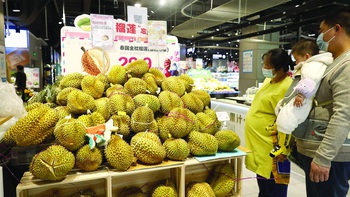 Bán sầu riêng qua Trung Quốc: Có cả "liễu hương" và "lai xú"