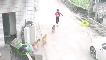 Hai bé gái hú hồn với 'chó nhà em ngoan lắm, không cắn ai đâu'